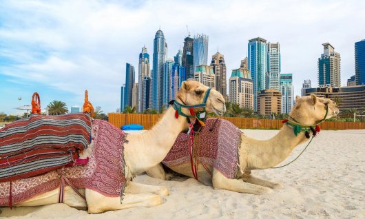 Sprachschule für Kinder  Kamele am Strand von Dubai