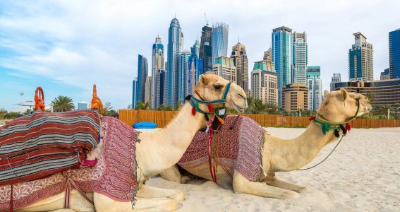 Kamele am Strand von Dubai