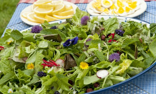 Essbare Wildpflanzen | ERWACHSENE | Video