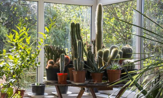 Gemeinsam online Wintergärtnern | ERWACHSENE | Video