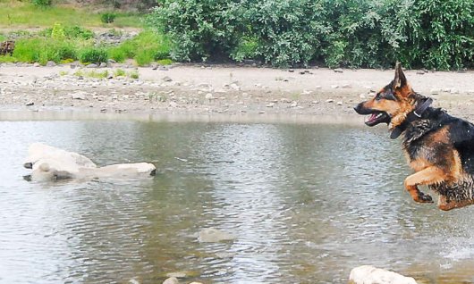 Fotokurs: Einzelkurs Hundefotografie | 12  - 99 Jahre | Meerbusch