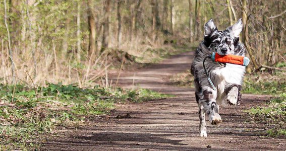 Fotokurs: Einzelkurs Hundefotografie | 12  - 99 Jahre | Meerbusch