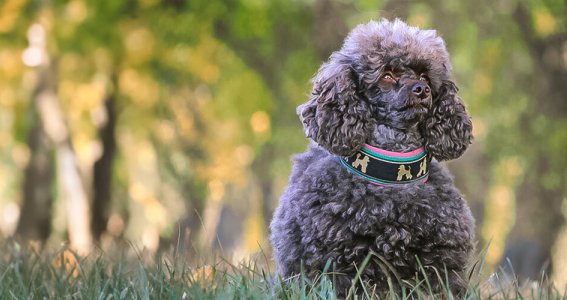 Fotokurs: Einzelkurs Hundefotografie | 12  - 99 Jahre | Meerbusch