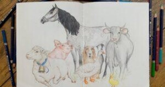 Zeichenkurs: Ferien auf dem Bauernhof | 6  - 17 Jahre | Au-Haidhausen