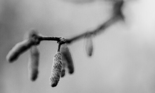 Fotospaziergang – Morbide Pflanze | Erwachsene | Hochfeld