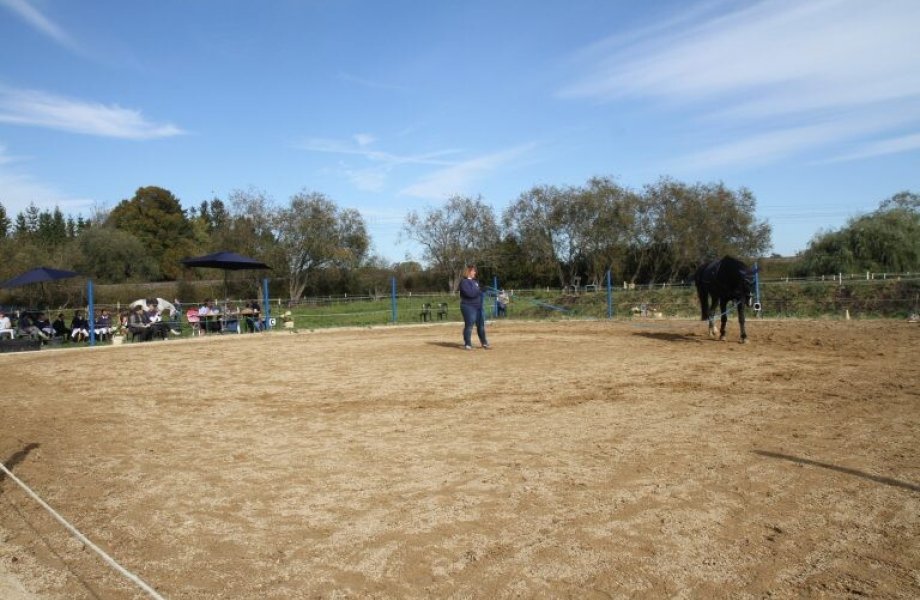 Reiten für Anfänger und Fortgeschrittene | 7  - 17 Jahre | Aubing-Lochhausen-Langwied