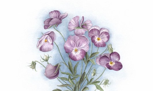 Blockkurs Aquarellzeichnen | 16  - 99 Jahre | München