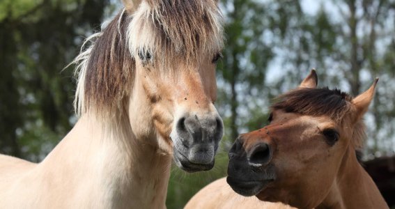 Ponykinder-Tag | 5  - 7 Jahre | Aubing-Lochhausen-Langwied