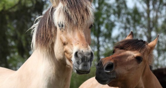 Reitferien: Reiten Anfänger und Fortgeschrittene | 7  - 17 Jahre | Aubing-Lochhausen-Langwied