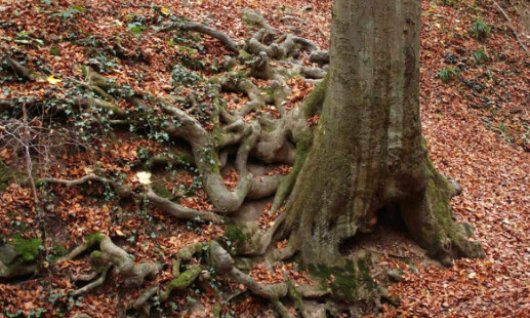 Riesen des Waldes | Erwachsene | Oberdollendorf