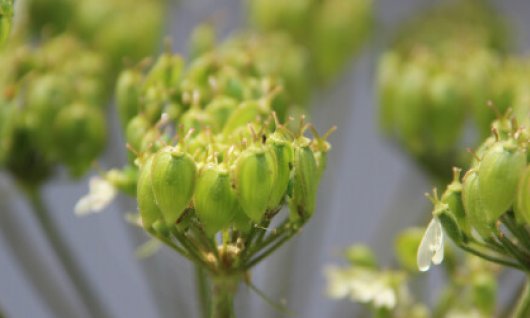 Heilendes Kraut oder Teufelszeug | Erwachsene | Oberdollendorf