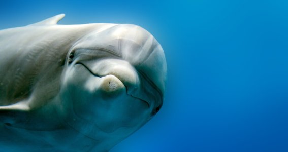 Sommerferien: Die Spannende Unterwasserwelt | 5  - 10 Jahre | Frechen