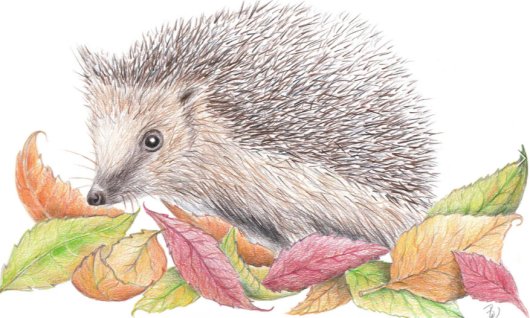 Wintersemester: Realistisches Zeichnen | 8  - 17 Jahre | Au-Haidhausen