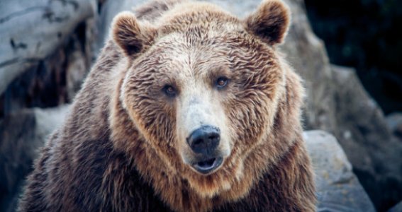 Grundlagen der Tierfotografie | Erwachsene | Köln