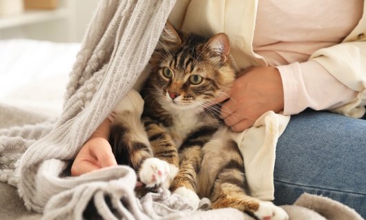 Online Seminar: Katzenhaltung mit Respekt | Erwachsene | Online