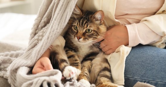 Online Seminar: Katzenhaltung mit Respekt | Erwachsene | Online