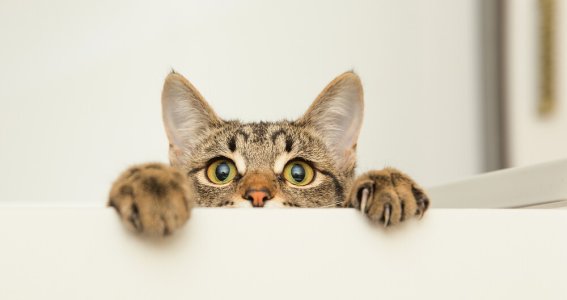 Online Seminar: Katzenhaltung mit Respekt | Erwachsene | Online