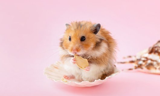 Online Seminar: Hamsterhaltung – kleines Tier, gro | Erwachsene | Online