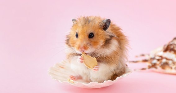 Online Seminar: Hamsterhaltung – kleines Tier, gro | Erwachsene | Online