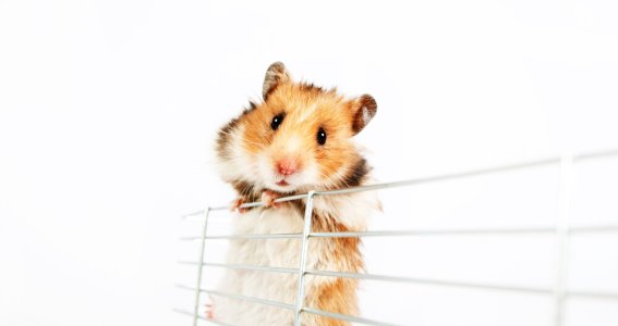 Online Seminar: Hamsterhaltung – kleines Tier, gro | Erwachsene | Online