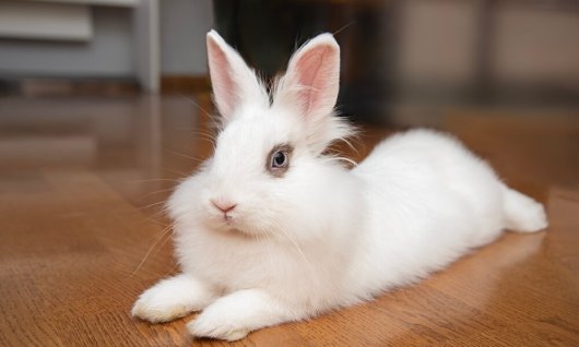 Online Seminar: Kaninchenhaltung – zwischen Freihe | Erwachsene | Online