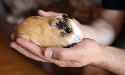 Online Seminar: Meerschweinchen verstehen & richti | Erwachsene | Online