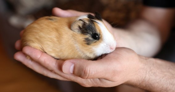 Online Seminar: Meerschweinchen verstehen & richti | Erwachsene | Online