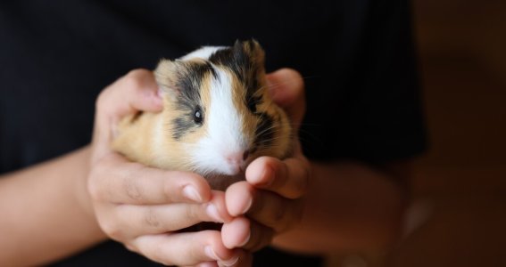 Online Seminar: Meerschweinchen verstehen & richti | Erwachsene | Online
