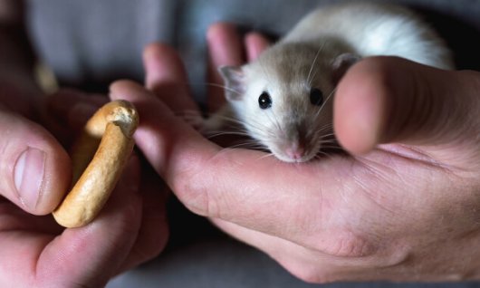 Online Seminar: Rattenhaltung mit Köpfchen | Erwachsene | Online