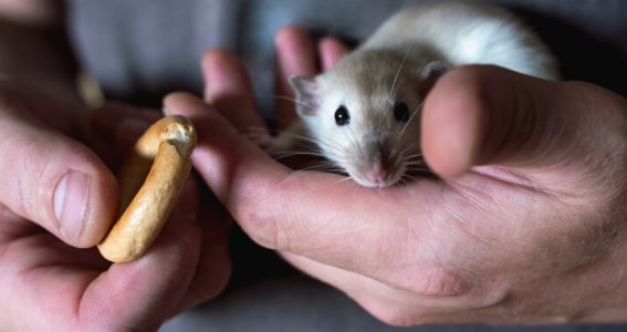 Online Seminar: Rattenhaltung mit Köpfchen | Erwachsene | Online