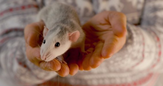 Online Seminar: Rattenhaltung mit Köpfchen | Erwachsene | Online